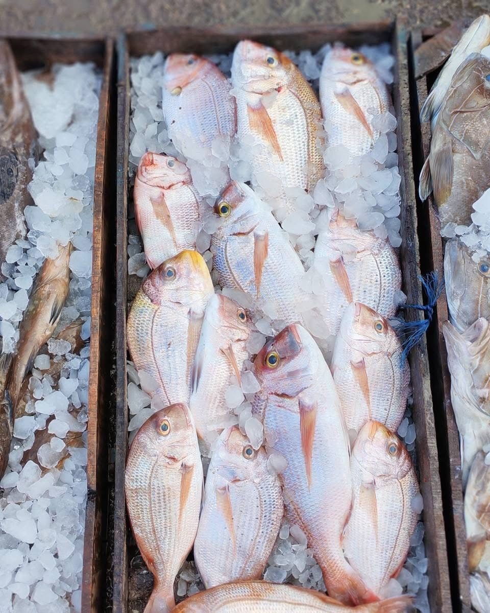 Burullus port crates of fish on ice